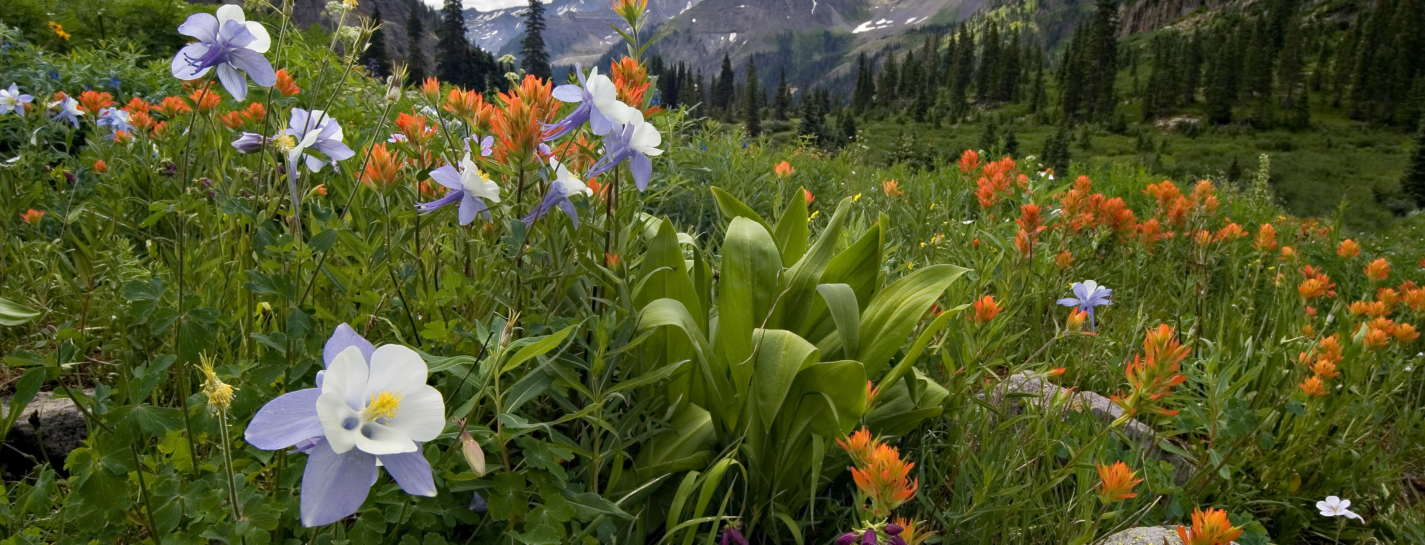 Ouray County